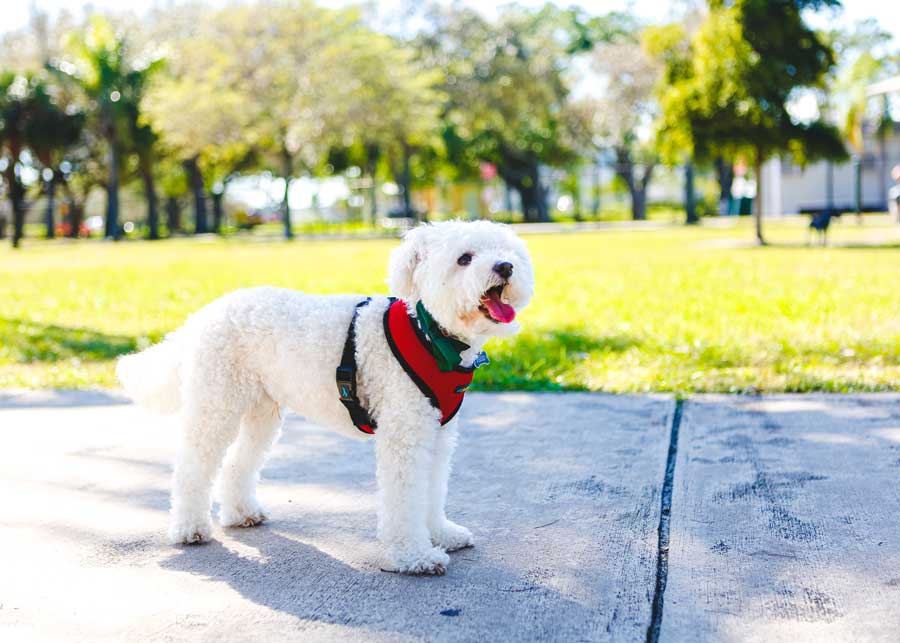 Parcs pour chiens dans la province d'Alicante